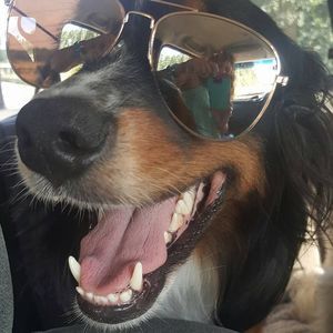 Meet your Posher, Loretta